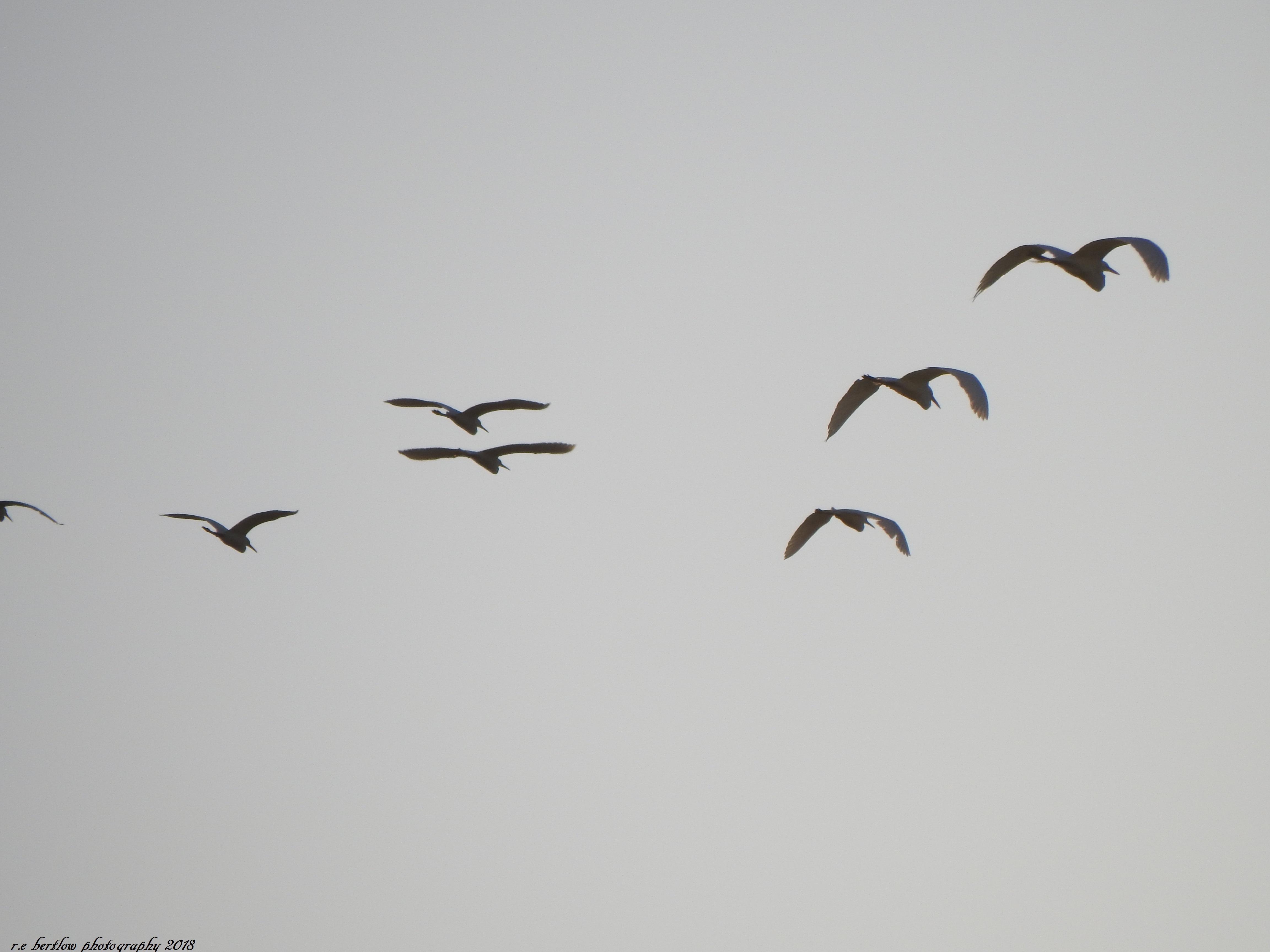 DSCN6396