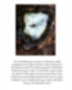 ~ Rumi on Joy (Photo by Kimberly)