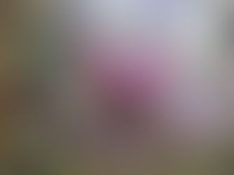 Seeds of Metamorphosis: Honouring the Women Who Grow Peace