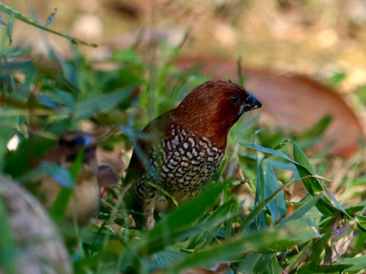 A Flock of Small Miracles: The Munia and the Quiet Power of Community