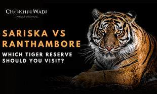 Sariska vs Ranthambore (2026): Which Tiger Reserve Should You Visit?