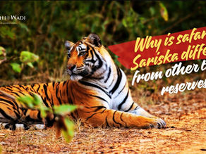 Why is Safari in Sariska Different from Other Tiger Reserves?