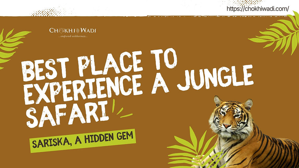 Best Place To Experience a Jungle Safari: Sariska, a Hidden Gem