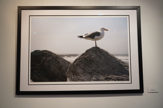 Seagull on Driftwood