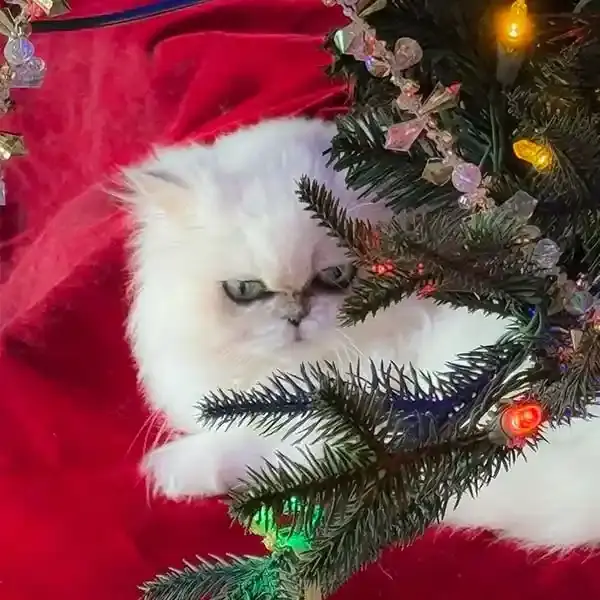 Our white teacup Persian (4 pounds) wishing everyone a Merry Christmas!