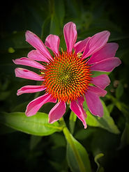 Unfurling Echinacea_edited.jpg