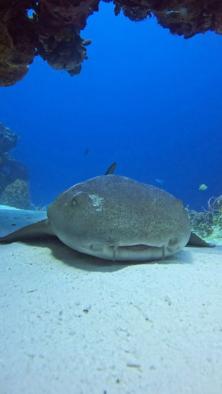 Nurse shark in Santa Rosa Wall in Cozumel