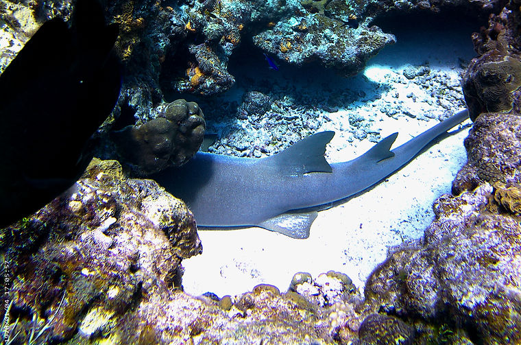 sleeping nurse sharke during private fun dive with best dive center Mermaid divers cozumel