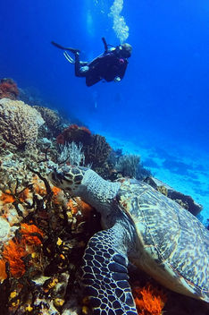 Sea turtle encounter along the reef in Cozumel