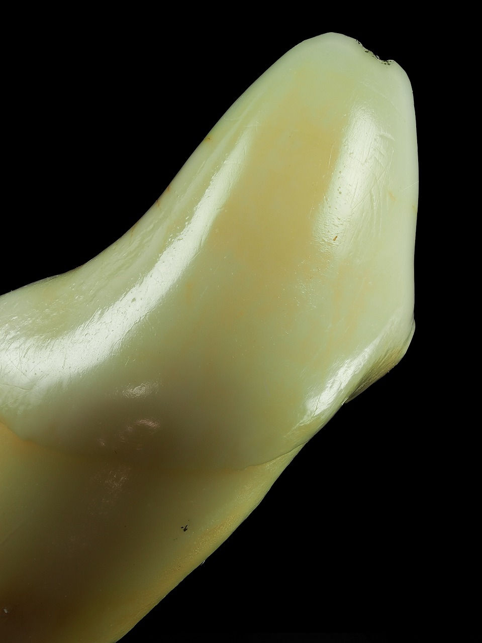 エナメル質表面は磨かれたようにツルツルです。周波条は完全になくなっています。ザラザラした硬いものを大量に食べていたと思われます。