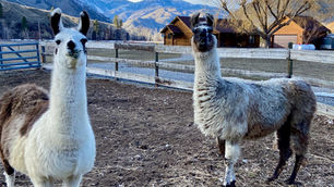 Two llamas in corral.