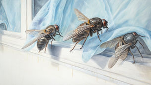 The Fall of Flies