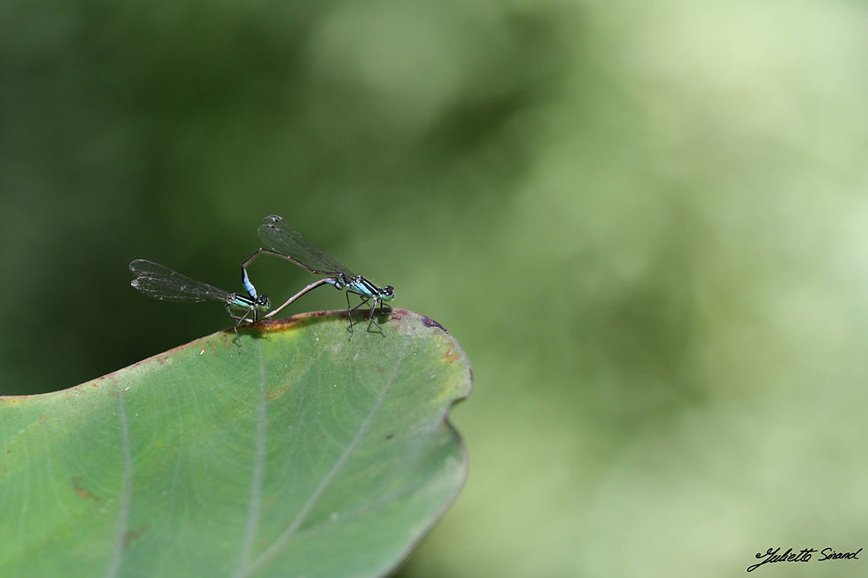 Couple d'Aigrions élégants