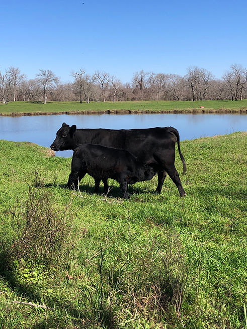 Bonham Foundation - Black Angus Cow & Calf
