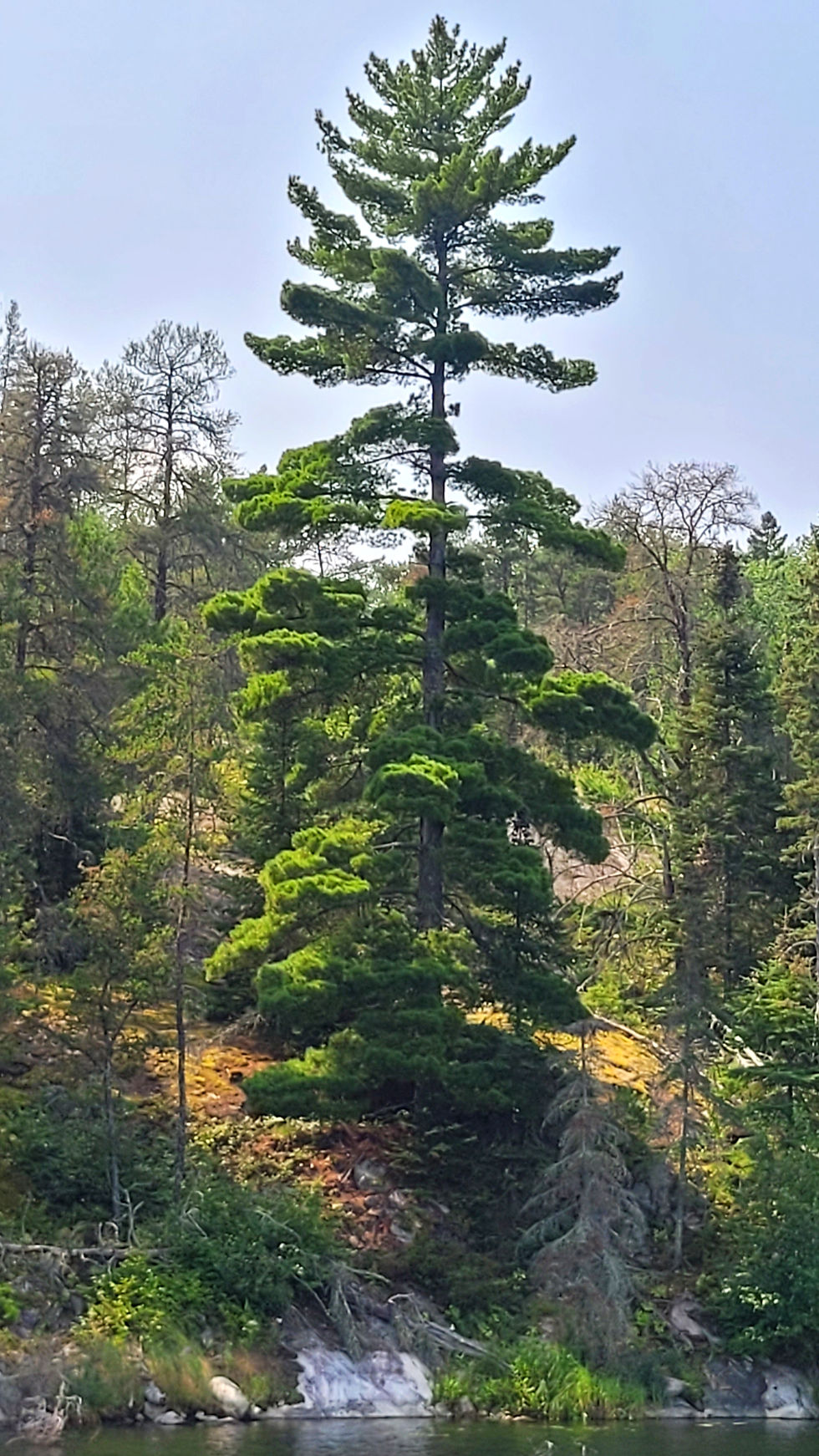 Thumbnail: Lake of the Woods - 'Nature Bathing'