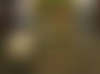 Kimberley Seed Library Now Open for the 2026 Growing Season