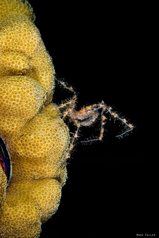 Spider