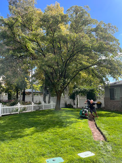 Tree removed. Forgot to take after photo