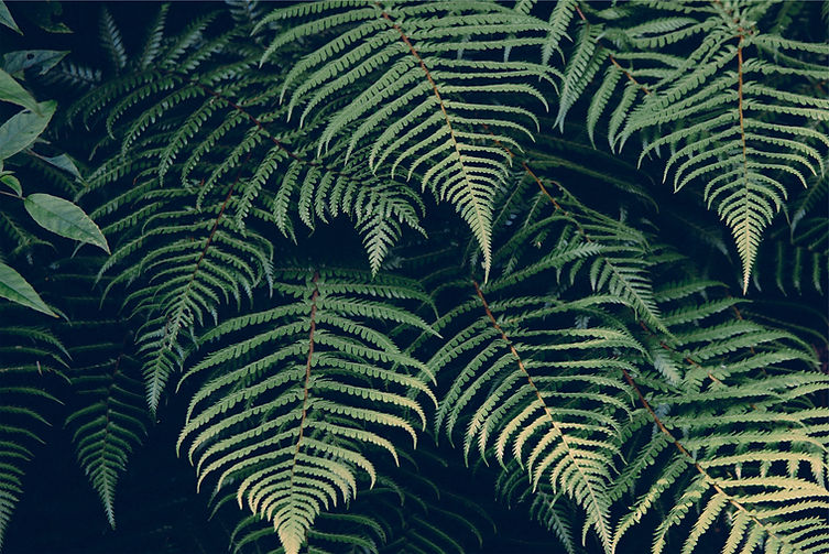 Tropical%20Plant_edited.jpg