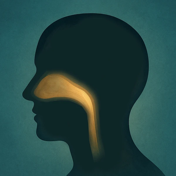 Faringe, nasofaringe