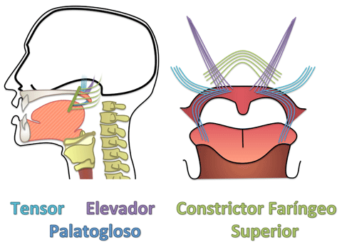 Velo del paladar, Constrictor Faríngeo