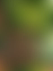 a cartoony picture of a forest