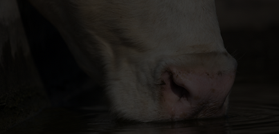 vaca