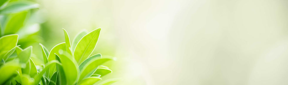 closeup-green-nature-leaf-blurred-greenery-background.jpeg
