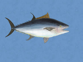 Mercurio nel tonno 🐟 Cosa c'è davvero nel tuo piatto