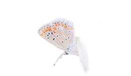 butterfly_edited_edited_edited.png