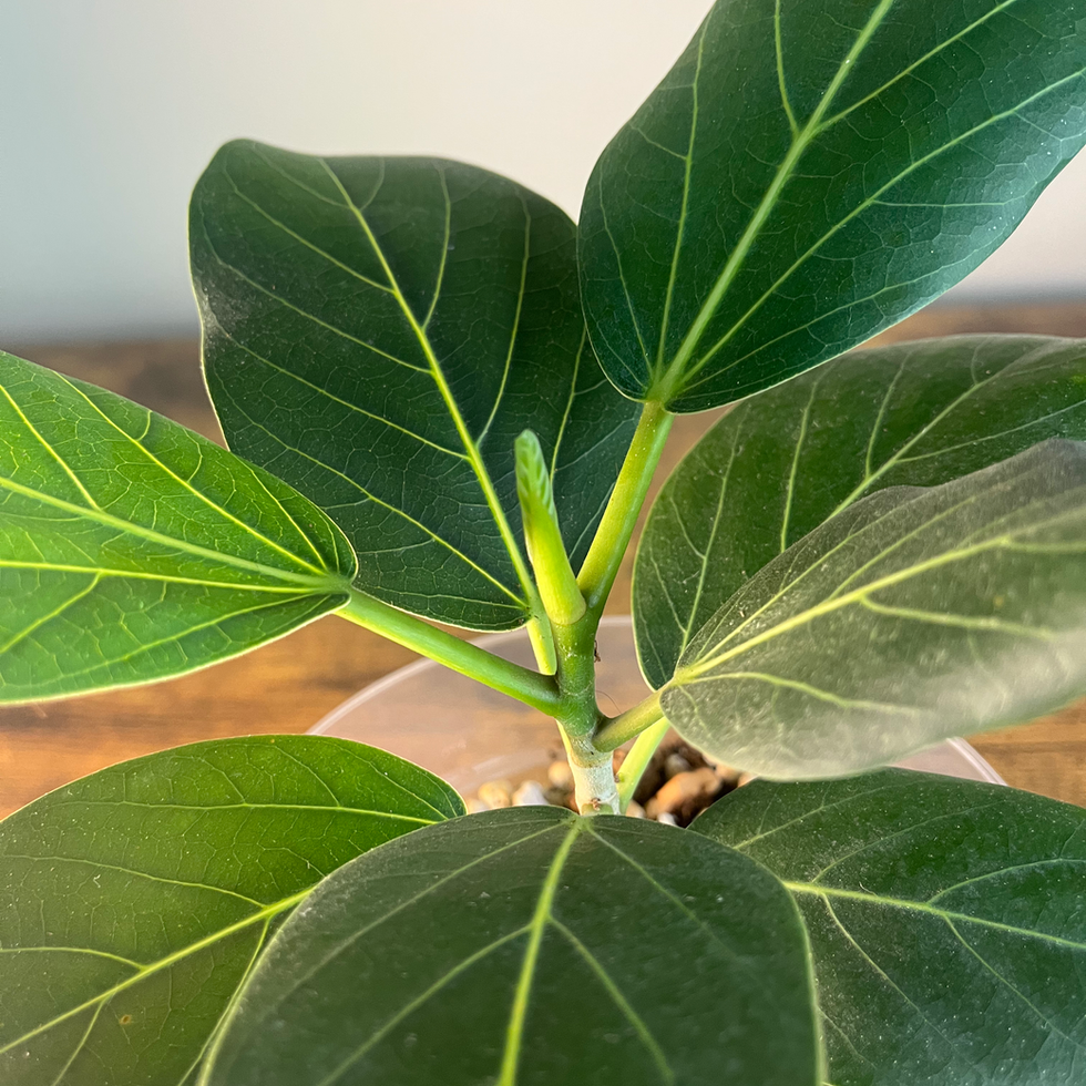 Healthy new growth on established Ficus Audrey Plant 2 at Curated Cuttings GA.