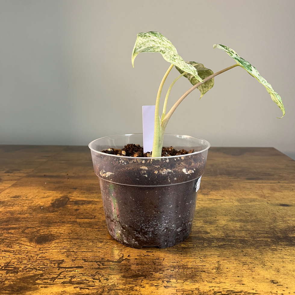 Back of plant in 6" clear liner for shipping to GA.