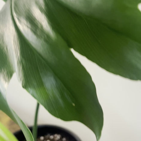 Video walkaround of Philodendron Hope ready to ship regionally to the Southeast US.
