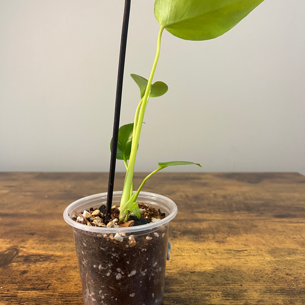 Side view of Monster Lemon-Lime for shipping to the southeast US.