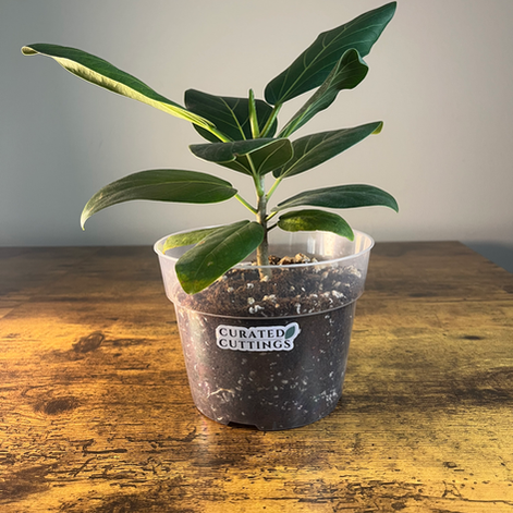 Front view of Ficus Audrey Plant 2 available for shipping to AL.