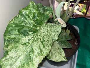 Close-up of a variegated Alocasia odora 'Batik' leaf showing a closed, U-shaped sinus and fine, pixelated green and white variegation.