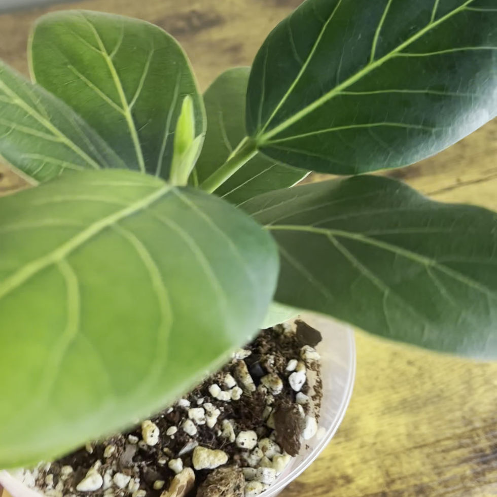 Video walkthrough of Ficus Audrey Plant 2 in 6" clear liner available for shipping to TN.