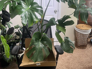 Monstera Deliciosa taking over an office chair at Curated Cuttings in GA.