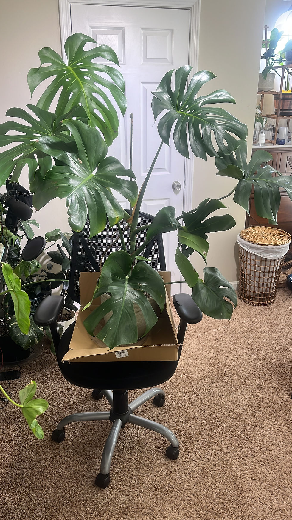 Monstera Deliciosa taking over an office chair at Curated Cuttings in GA.