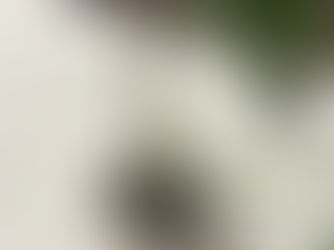 Rare Philodendron Burle Marx Flame top cutting showing new growth in a chunky soilless aroid mix.