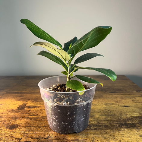 Ficus Audrey Plant 2 back view available to ship to plant buyers in GA.