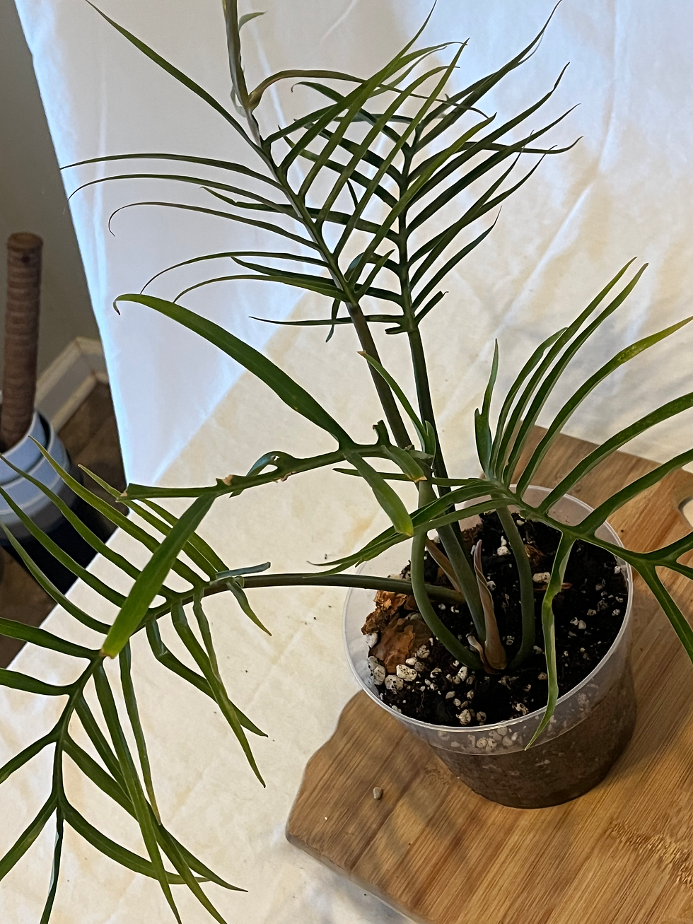 Detailed view of the intricate, needle-like leaves of a Philodendron Tortum in Flowery Branch.