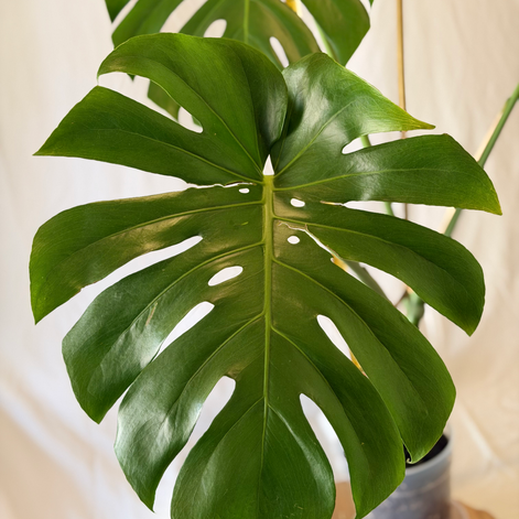 Mature Monstera Deliciosa leaf with double fenestrations.