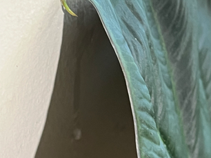 Alocasia Regal Shield: Care, Facts, and What to Actually Expect.