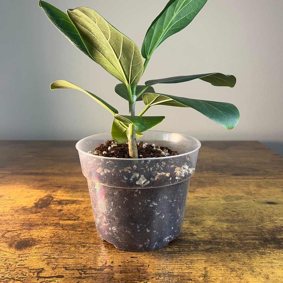 Woody stemmed Ficus Audrey Plant 1 side view for easy care houseplant lovers.