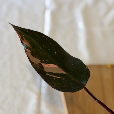 Zoomed image of a burgundy leaf with vibrant pink variegation.
