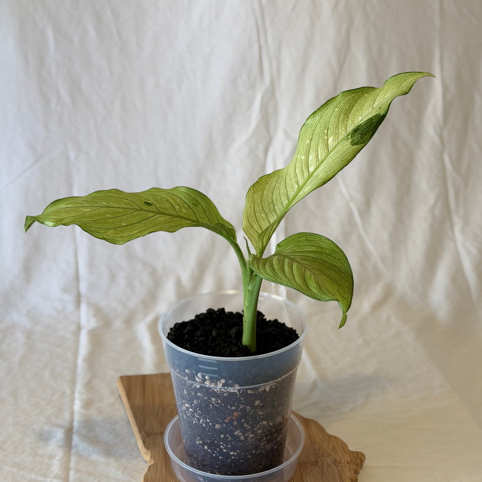 Side view of Dieffenbachia Reflector on Georgia cutting board against white background.