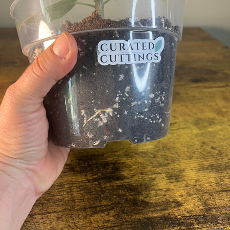 Root view of Ficus Audrey Plant 2 as seen through 6" clear liner.