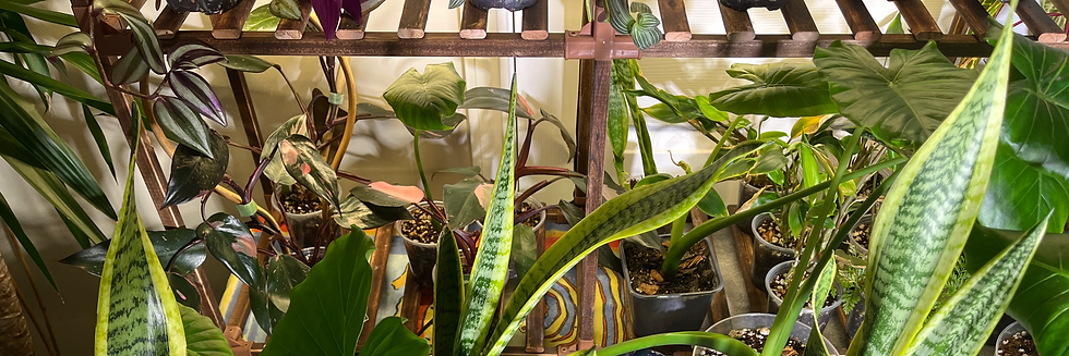 Local plant pickup in Flowery Branch GA - Individual scheduling for rare tropicals - Curated Cuttings.