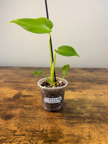 Monstera Lemon Lime | Rare Neon Deliciosa | Curated Cuttings